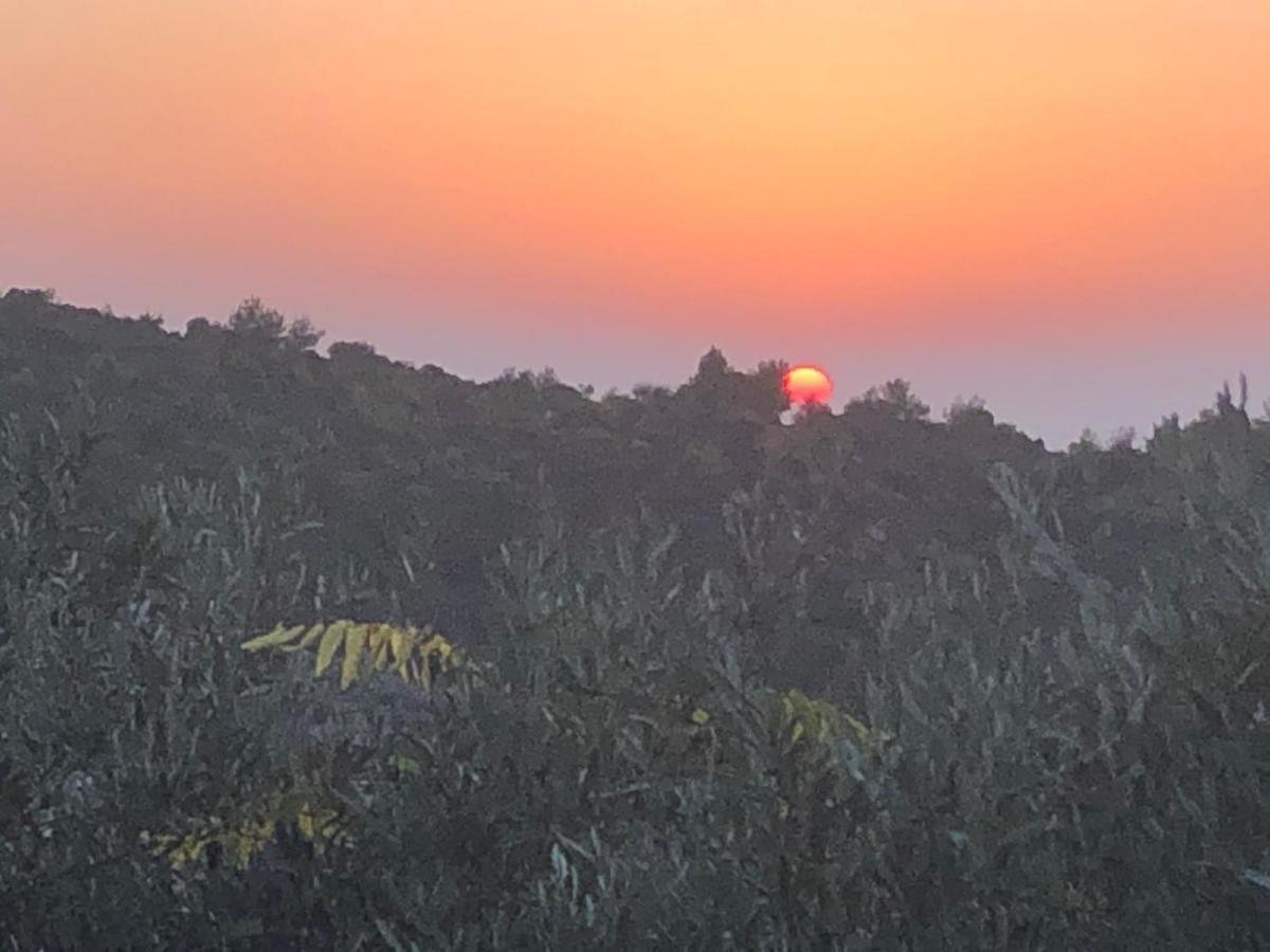 فيلا Above The Sea Ein Hod المظهر الخارجي الصورة