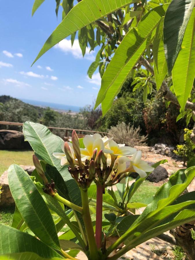 فيلا Above The Sea Ein Hod المظهر الخارجي الصورة